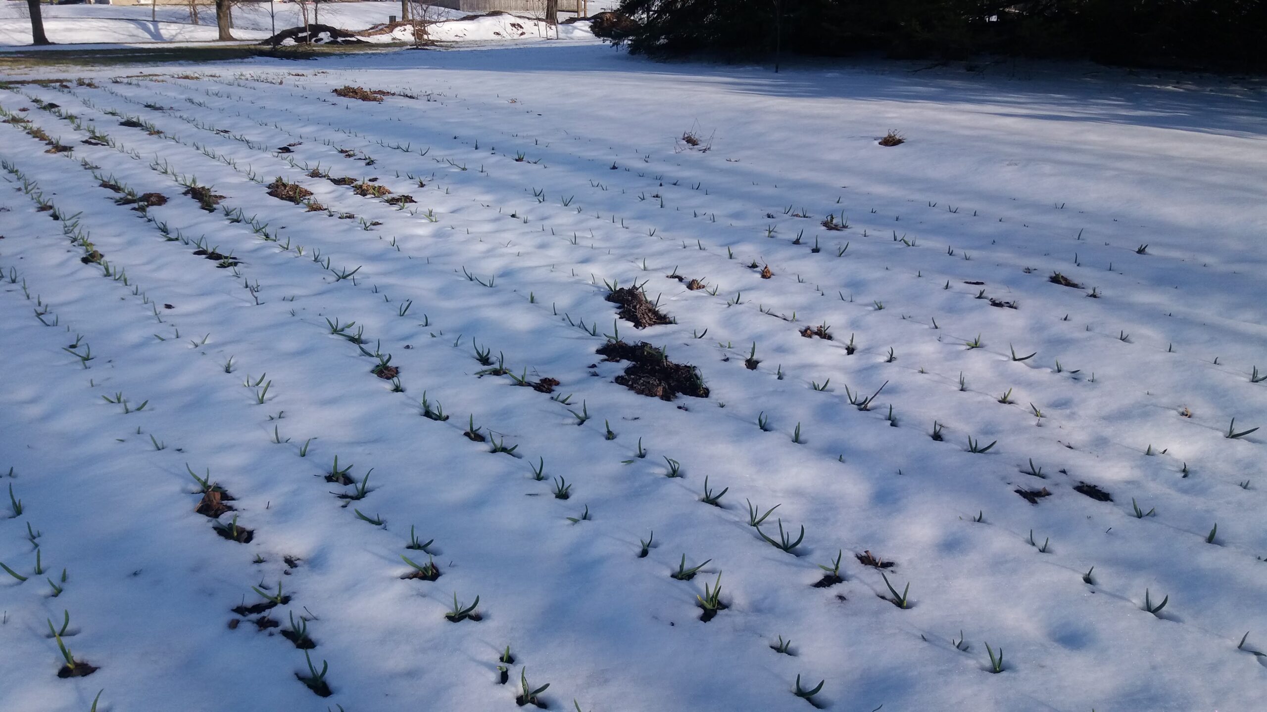 Embracing the Chill: Discovering the Wonders of Winter Vegetable Farming